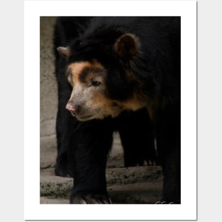 Spectacled Bear Posters and Art